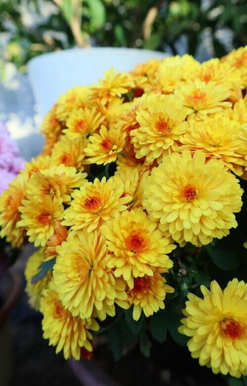 chrysanthèmes